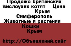 Продажа британских вислоухих котят. › Цена ­ 6 000 - Крым, Симферополь Животные и растения » Кошки   . Крым